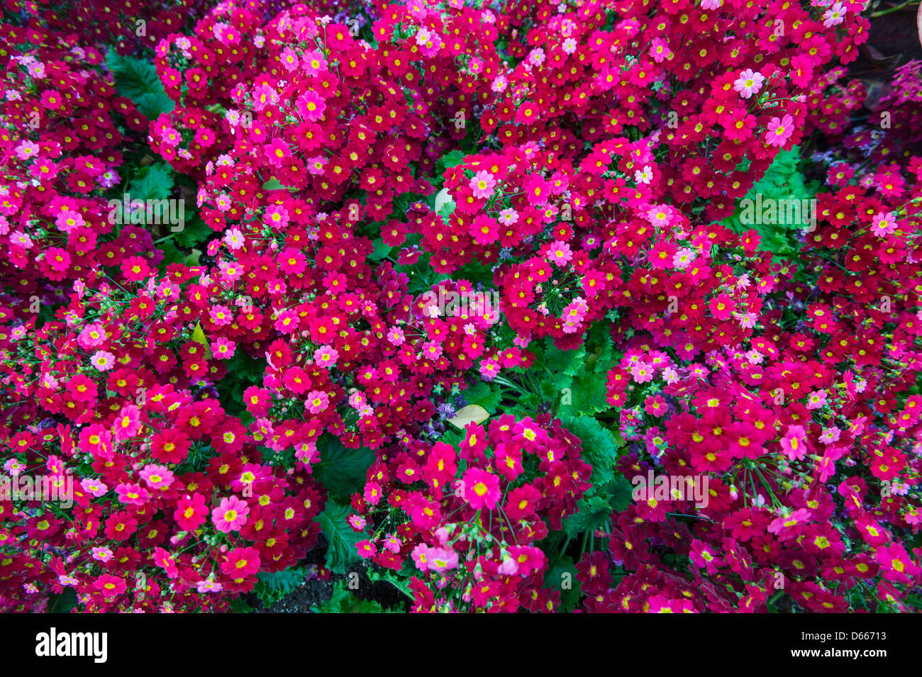 Primrose Flowers Stock Photo