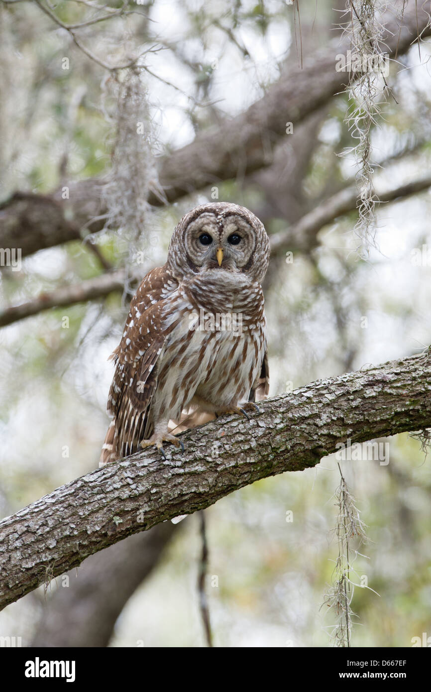 Barred Owl perching in Oak Tree bird birds raptor raptors nature wildlife environment vertical Stock Photo