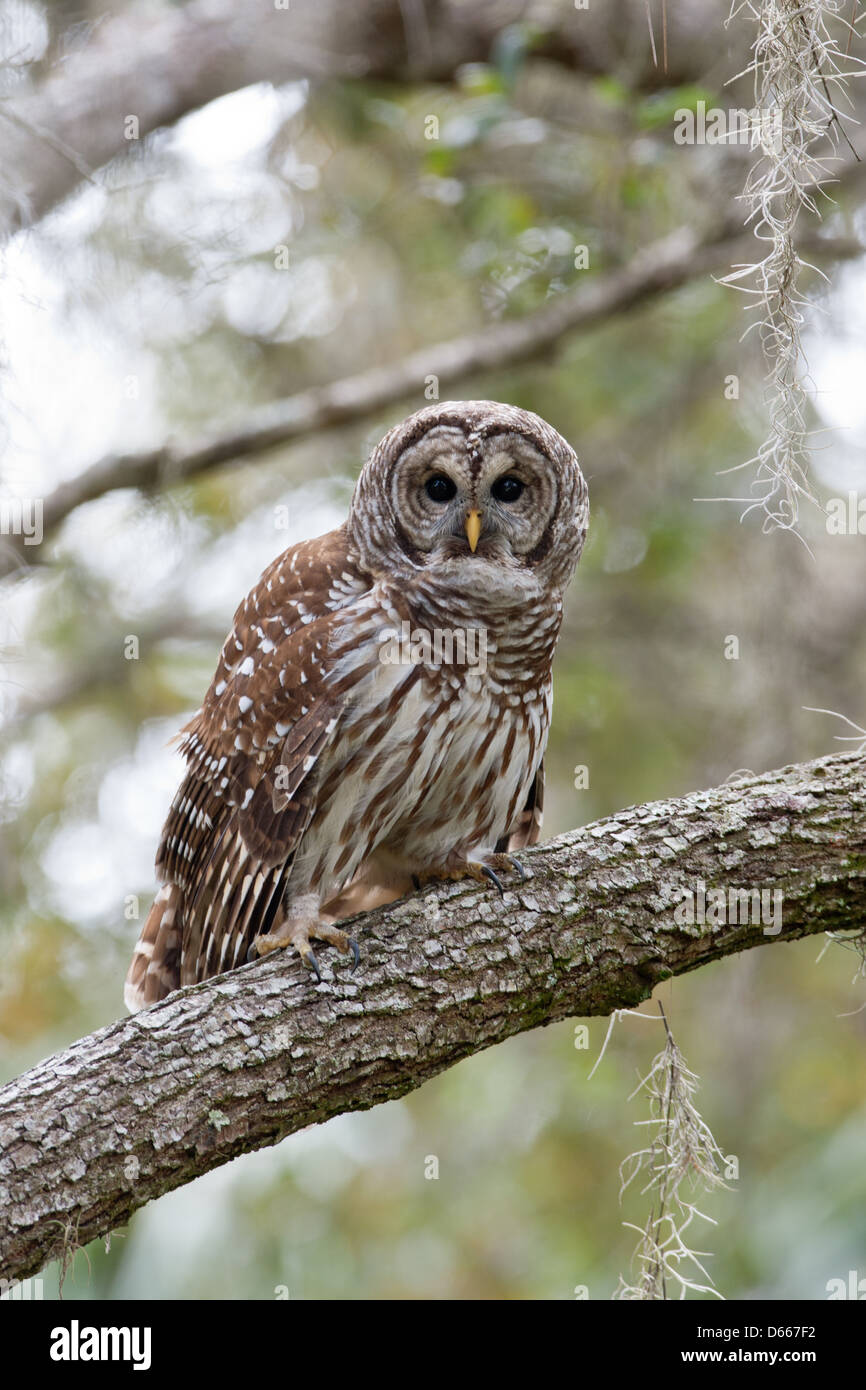 Barred Owl perching in Oak Tree bird birds raptor raptors nature wildlife environment vertical Stock Photo