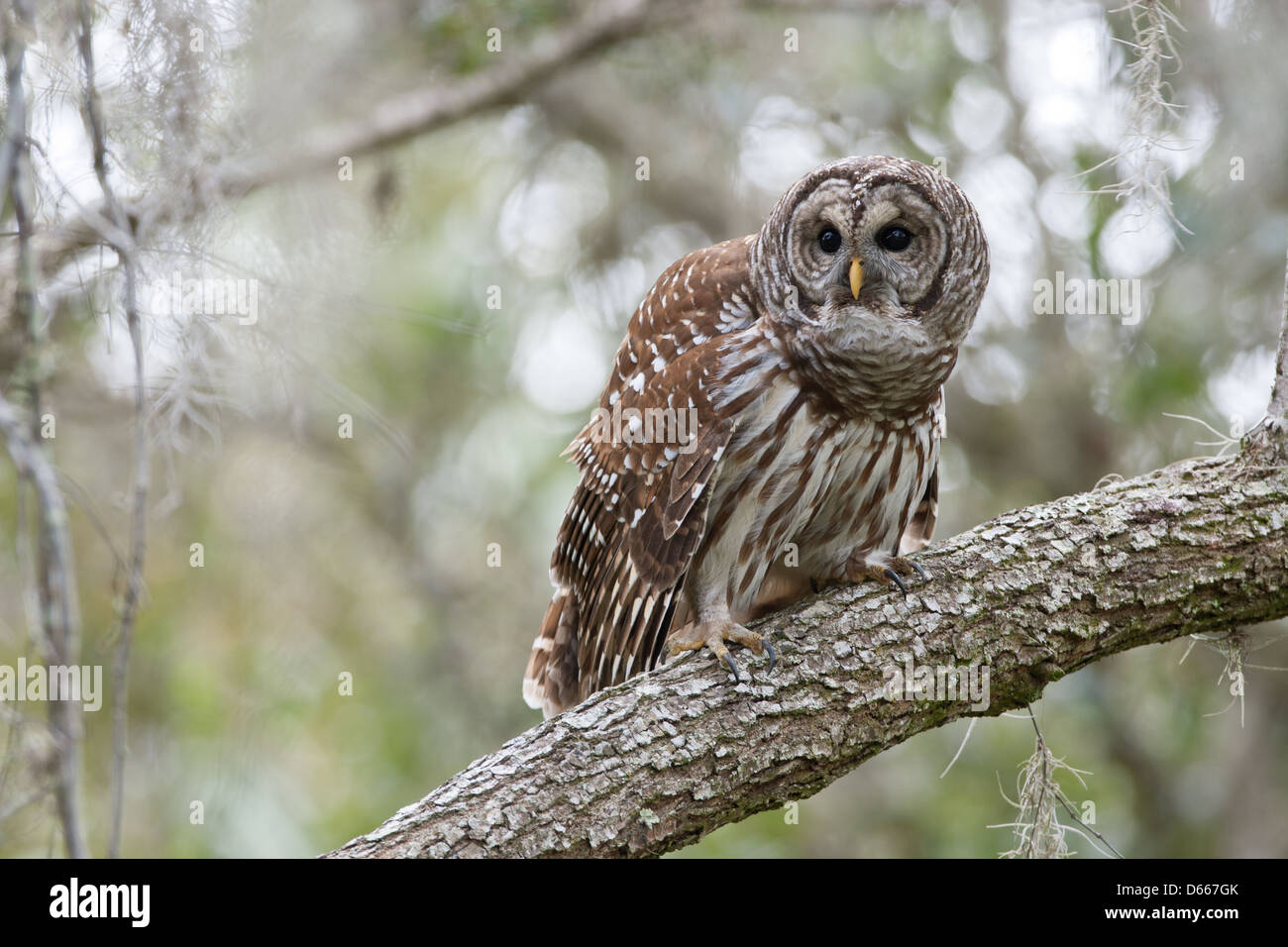 Barred Owl perching in Oak Tree bird birds raptor raptors nature wildlife environment Stock Photo