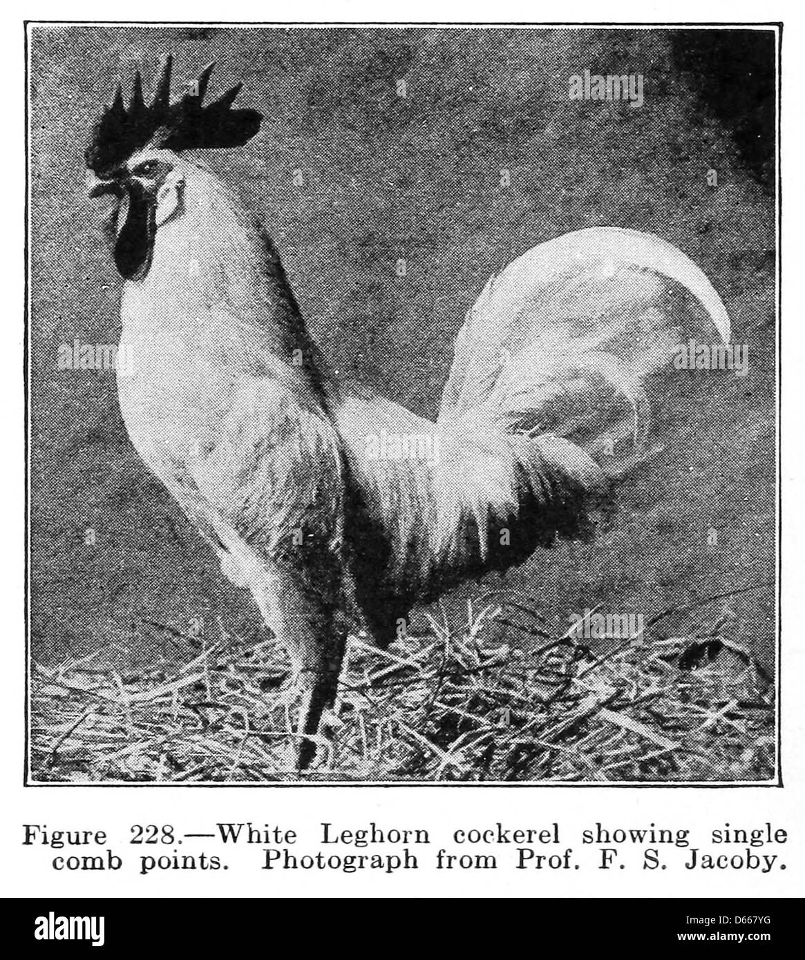A study of farm animals (1922) Stock Photo