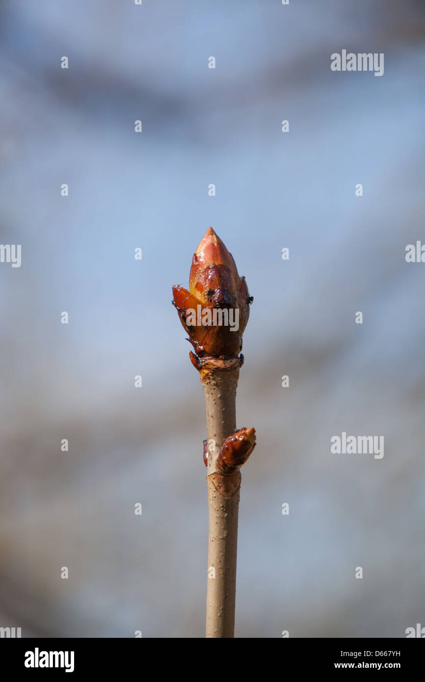 Spring sticky buds on a Horse Chestnut tree Stock Photo Alamy