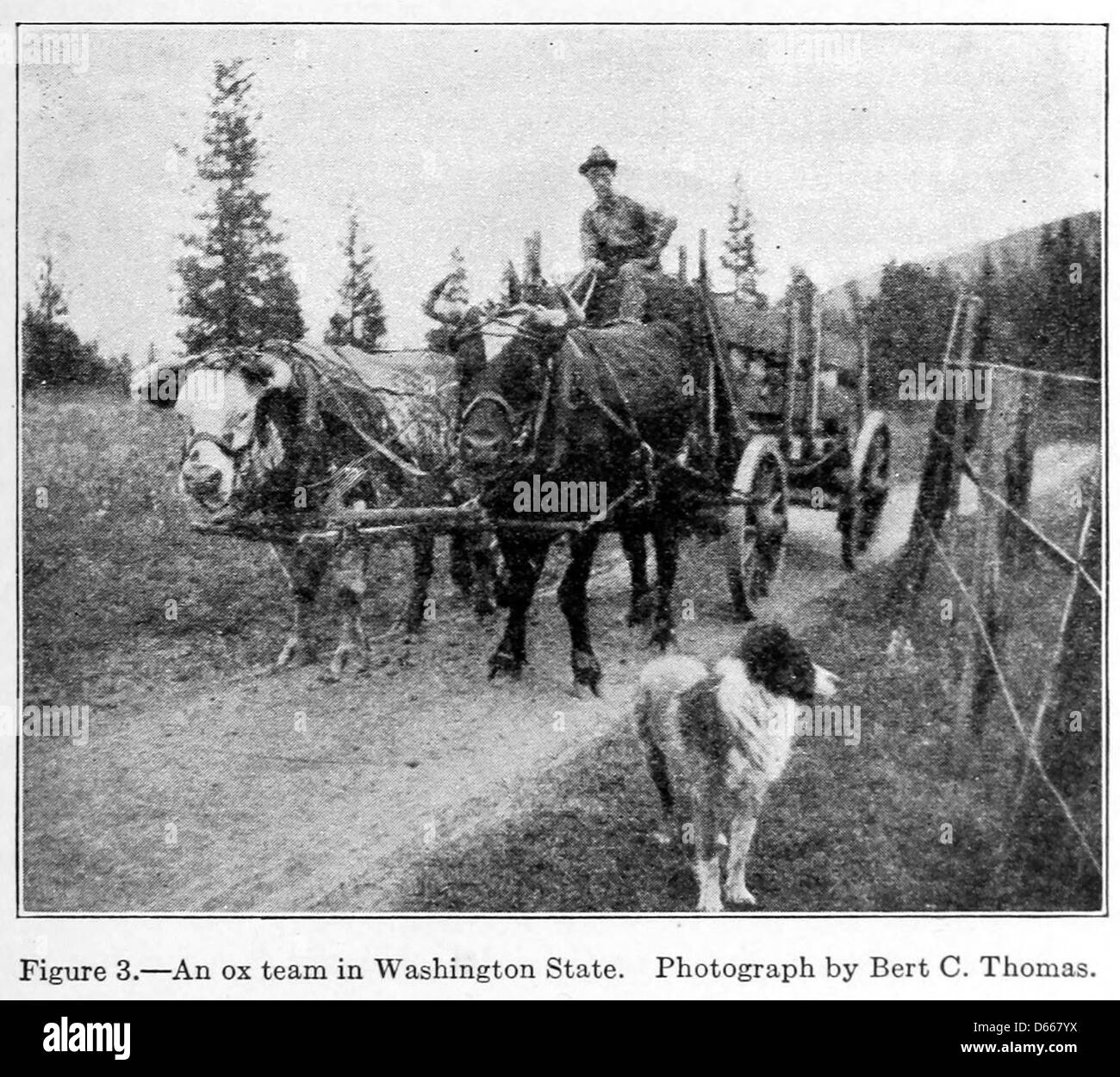 A Study Of Farm Animals 1922 Stock Photo Alamy a-study-of-farm-animals-1922-stock-photo-alamy