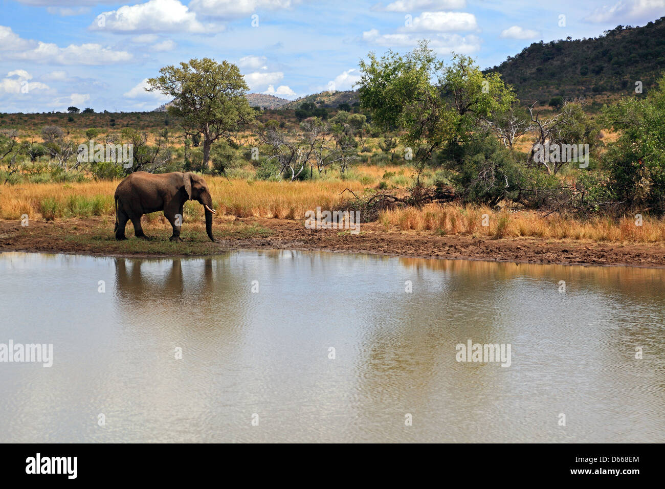 African Elephant in Pilansberg, South Africa Stock Photo