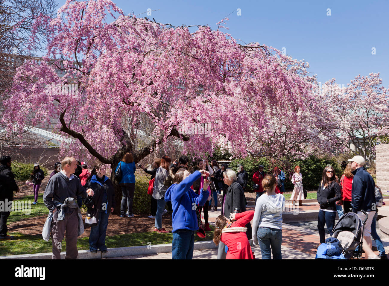 Crowd enjoying the Weeping Higan Cherry tree in full bloom Stock Photo
