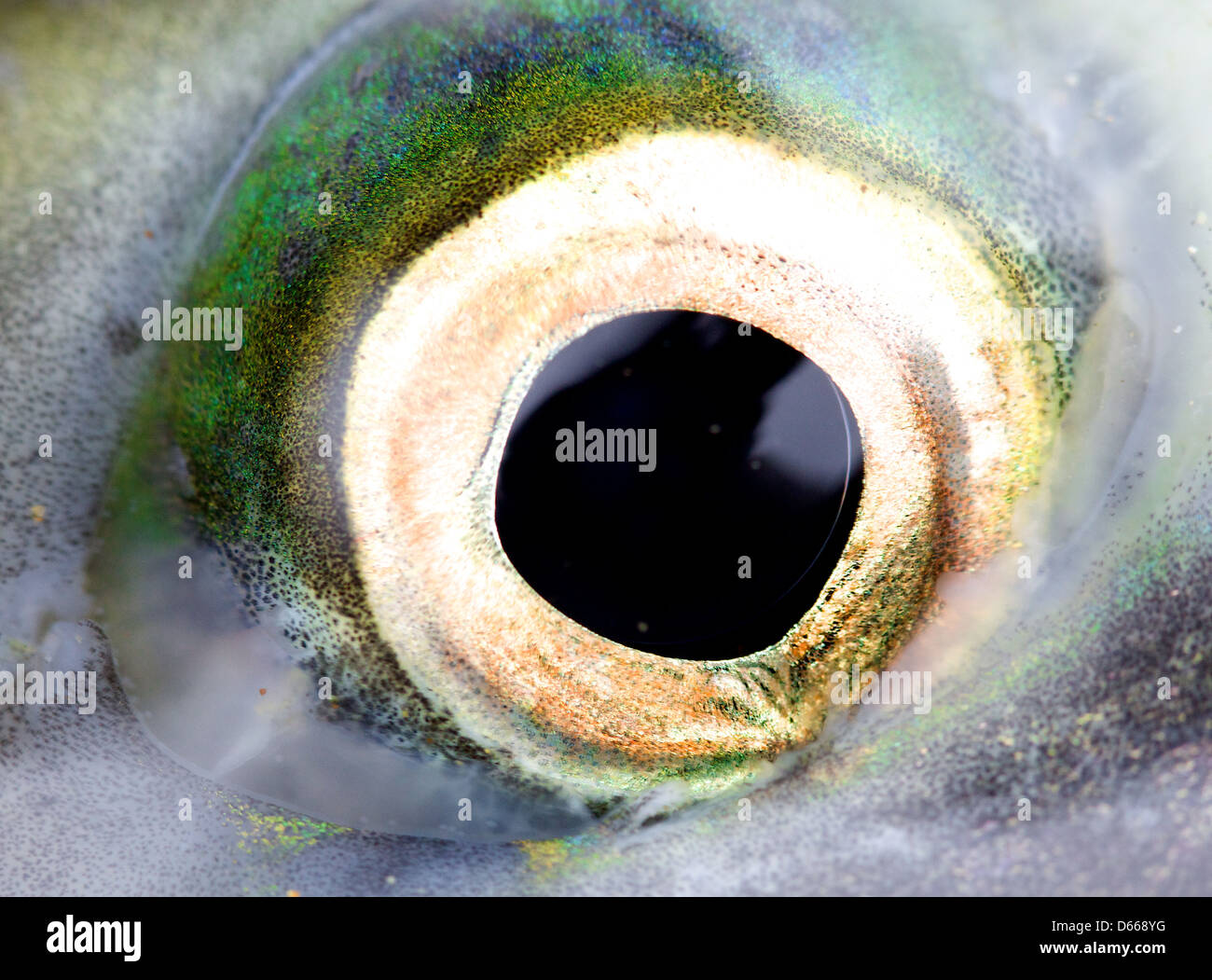 Eye salmon, close-up Stock Photo - Alamy