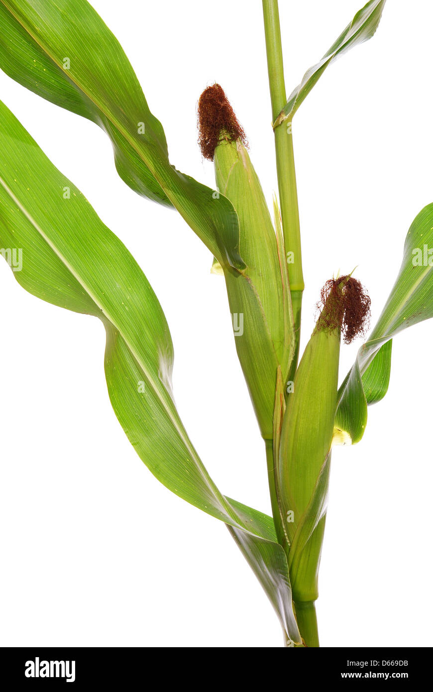 big corn on stem on white background Stock Photo