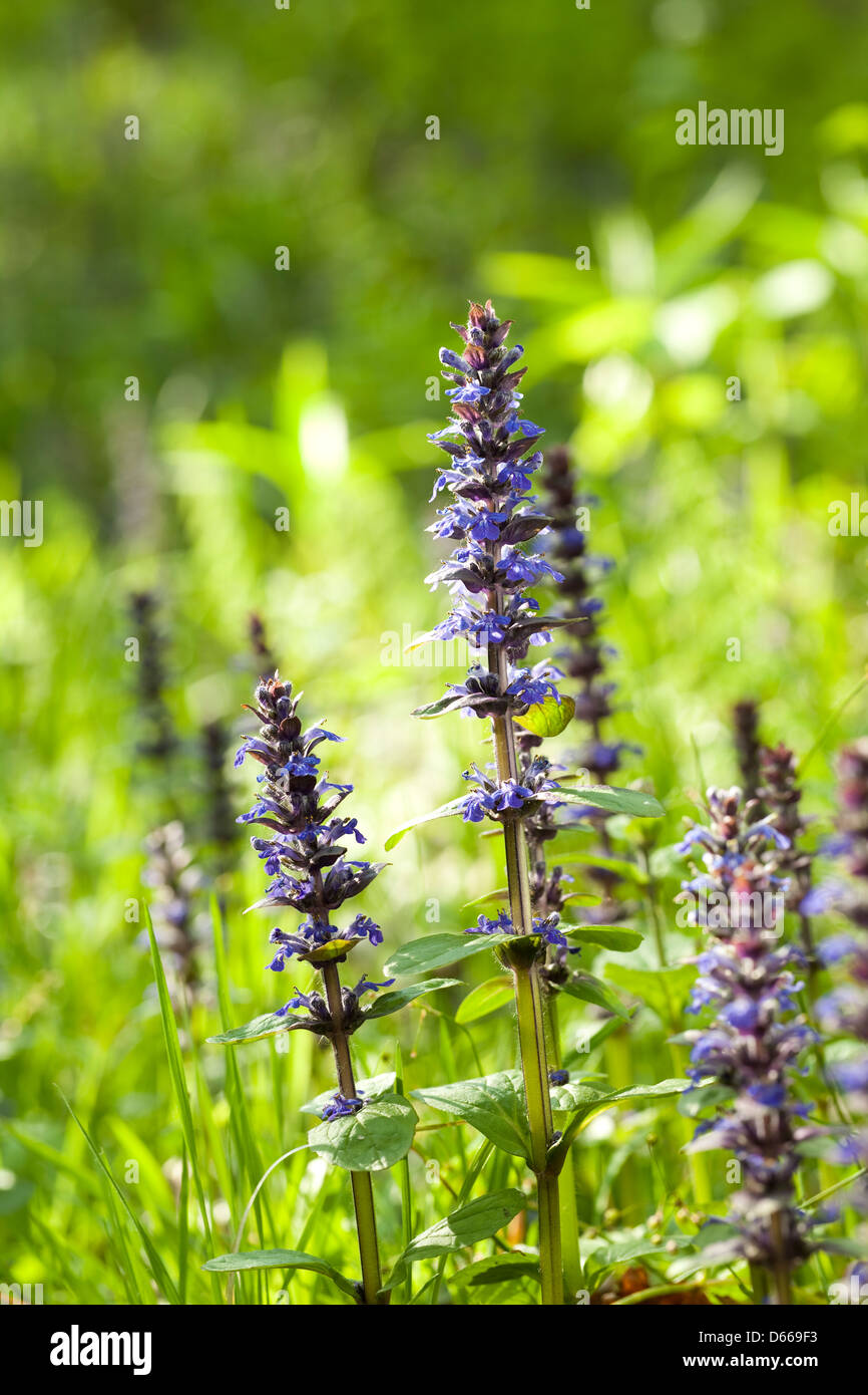 flower Ajuga reptans, known as blue bugle Stock Photo Alamy