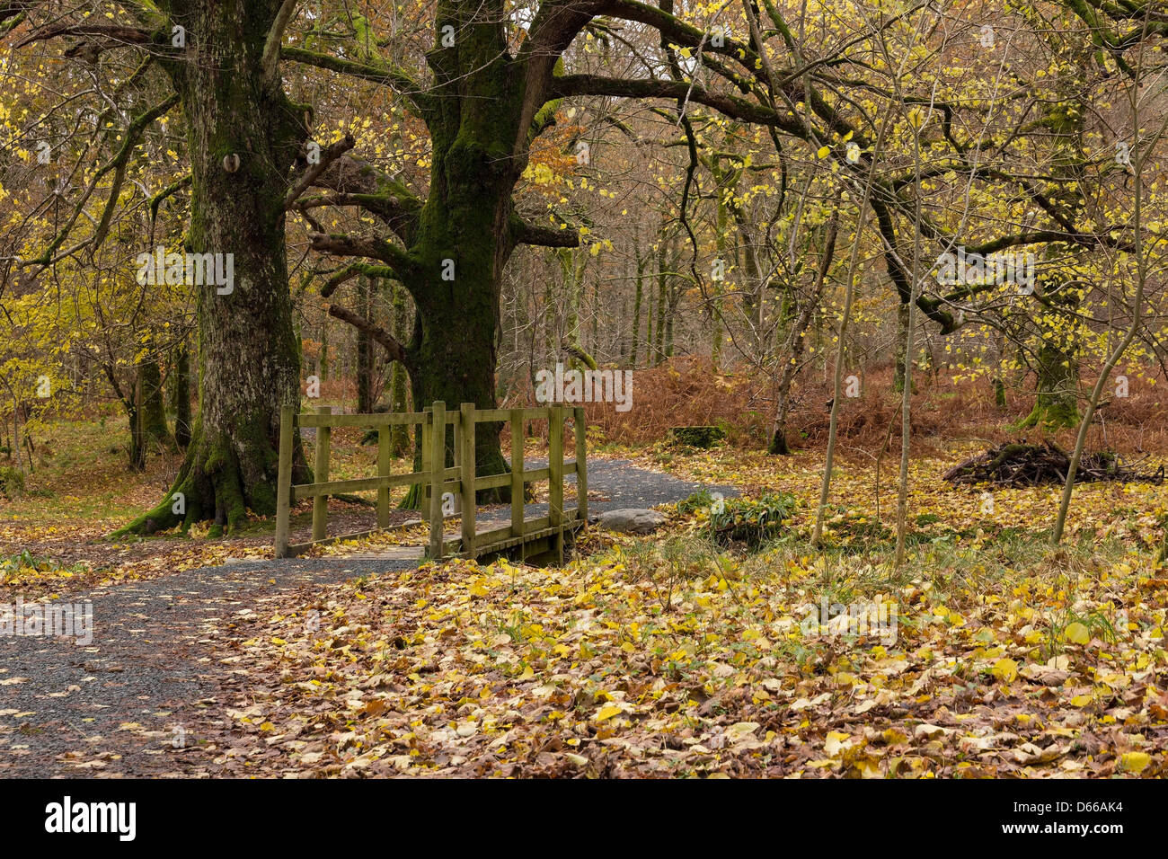 Autumn woodland footpath in Loweswater wood, Lake District, Cumbria, England, UK Stock Photo