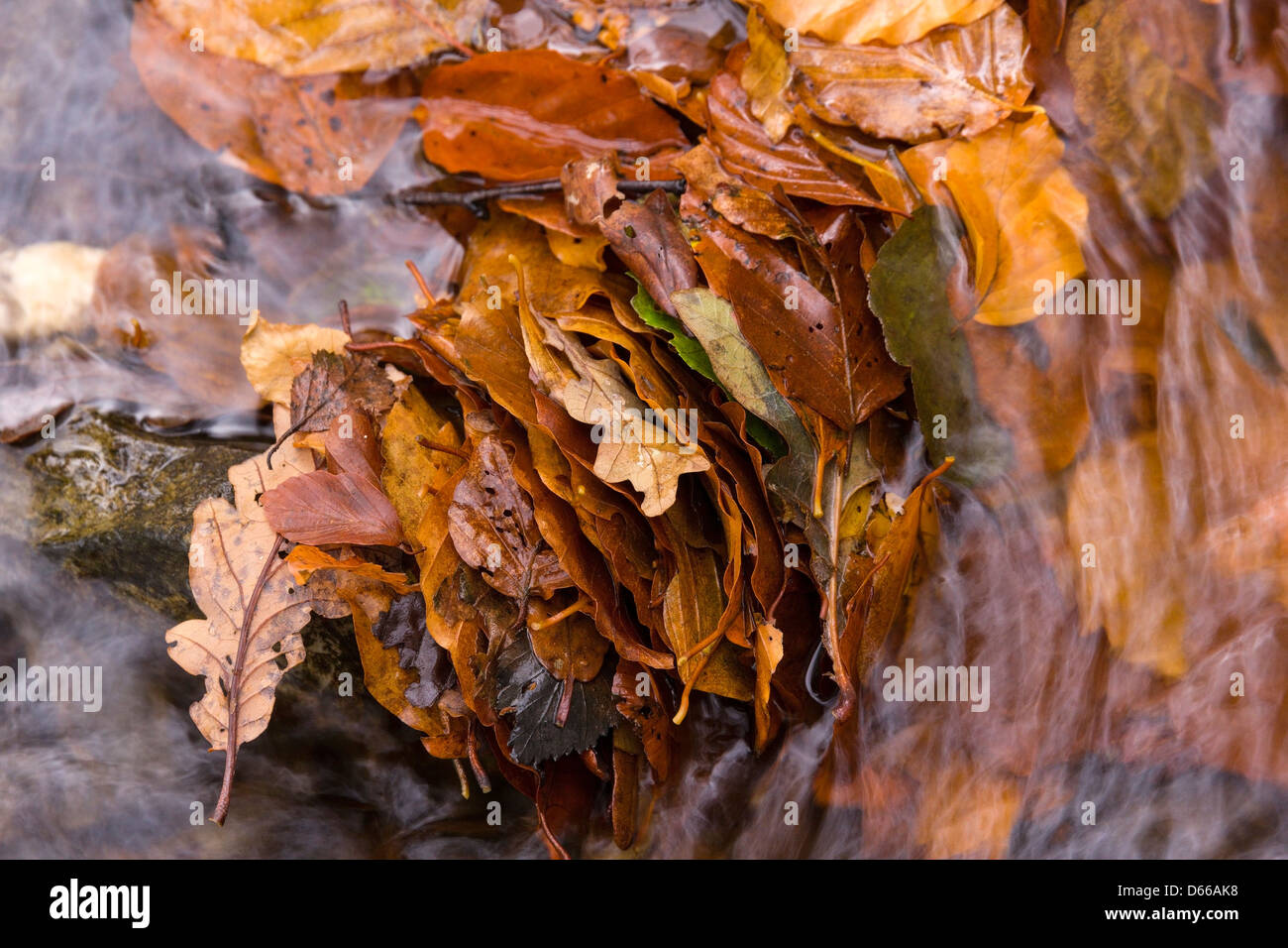 Golden brown beech leaves hi-res stock photography and images - Alamy