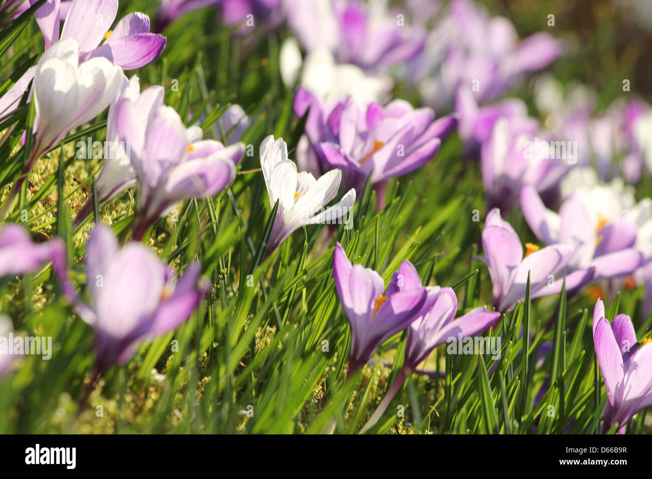 summer flower meadow Stock Photo - Alamy