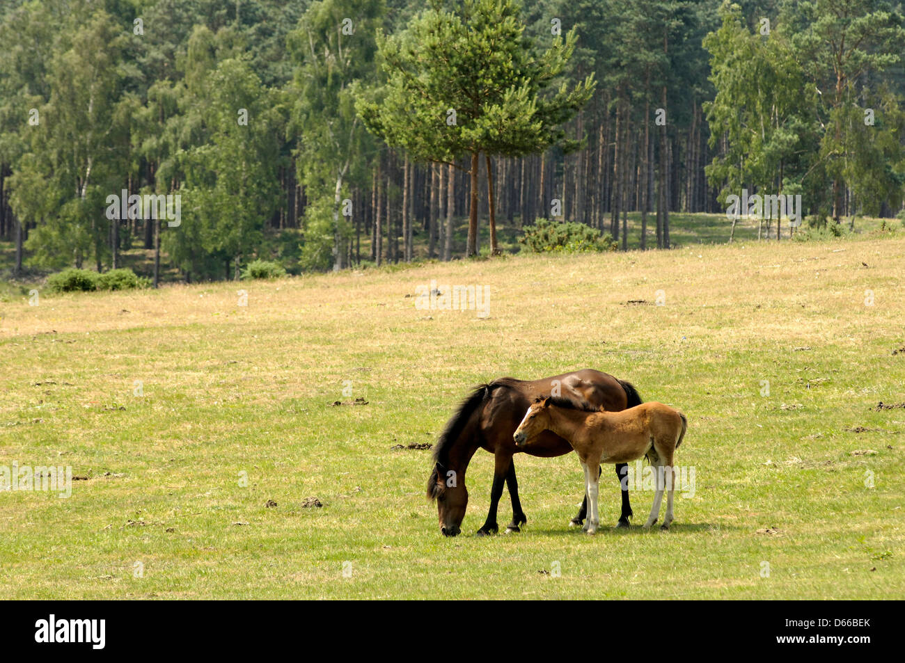 Mare and foal in the New Forest near Lyndhurst, New Forest, England Stock Photo