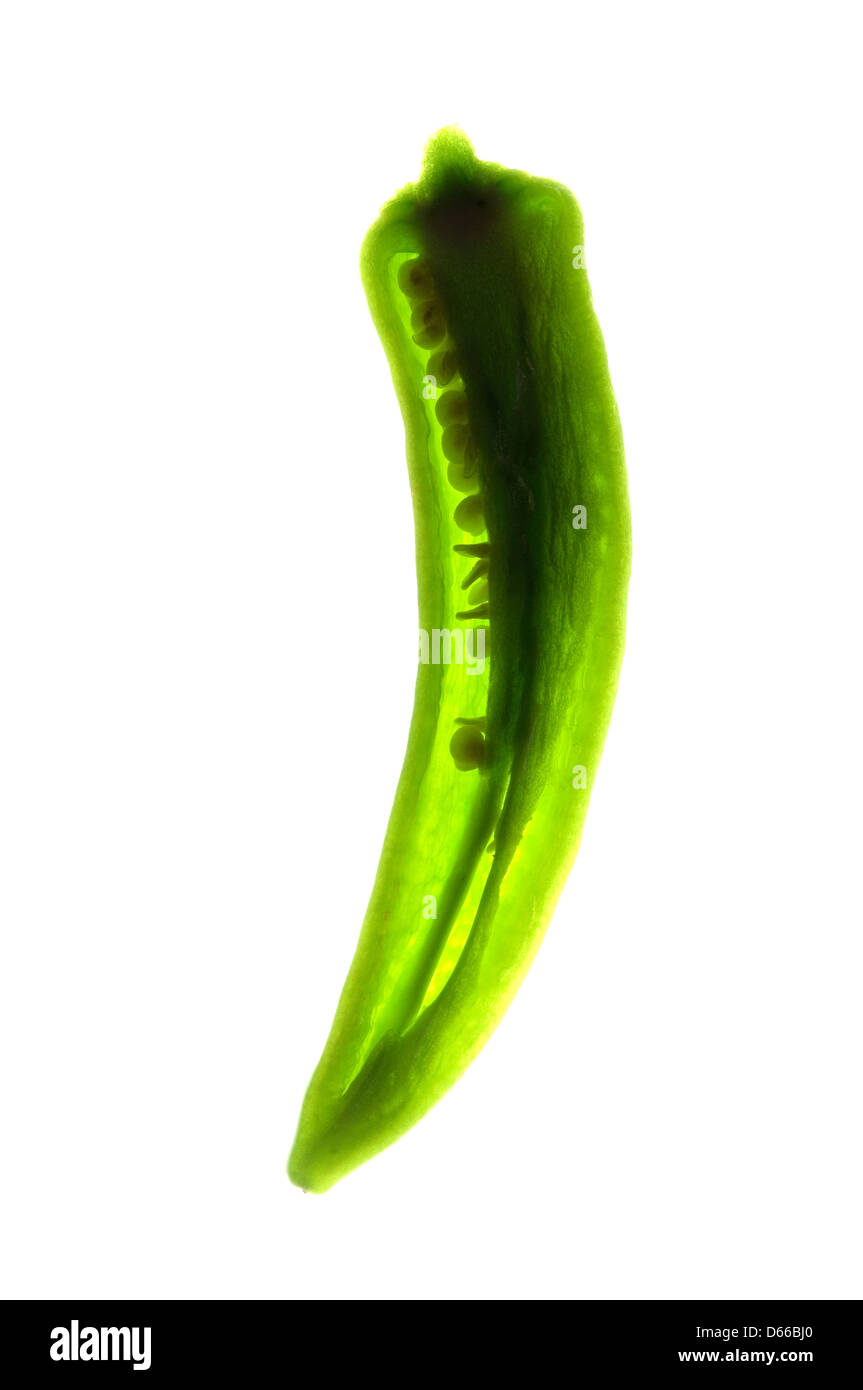 Green chilli pepper, back lit Stock Photo