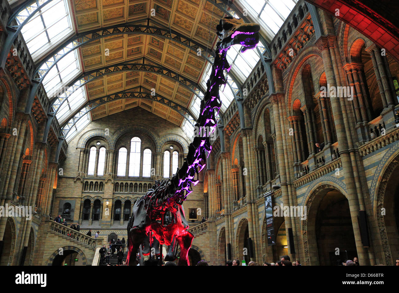Diplodocus skeleton in central hall of Natural History museum, London, UK. Stock Photo