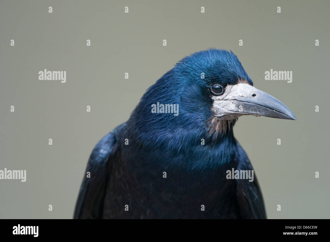 Close up portrait shot of a Rook showing great beak and feather detail Stock Photo