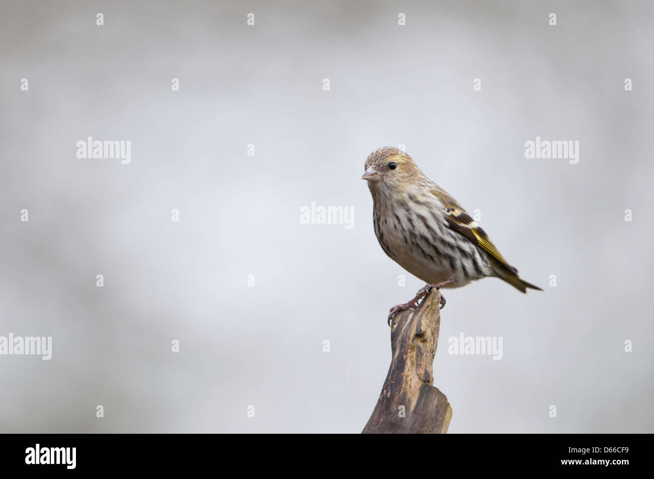 A female siskin perched on tip of branch against an uncluttered background Stock Photo