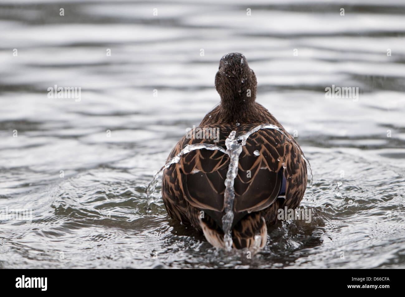 Ducks water repels hires stock photography and images Alamy