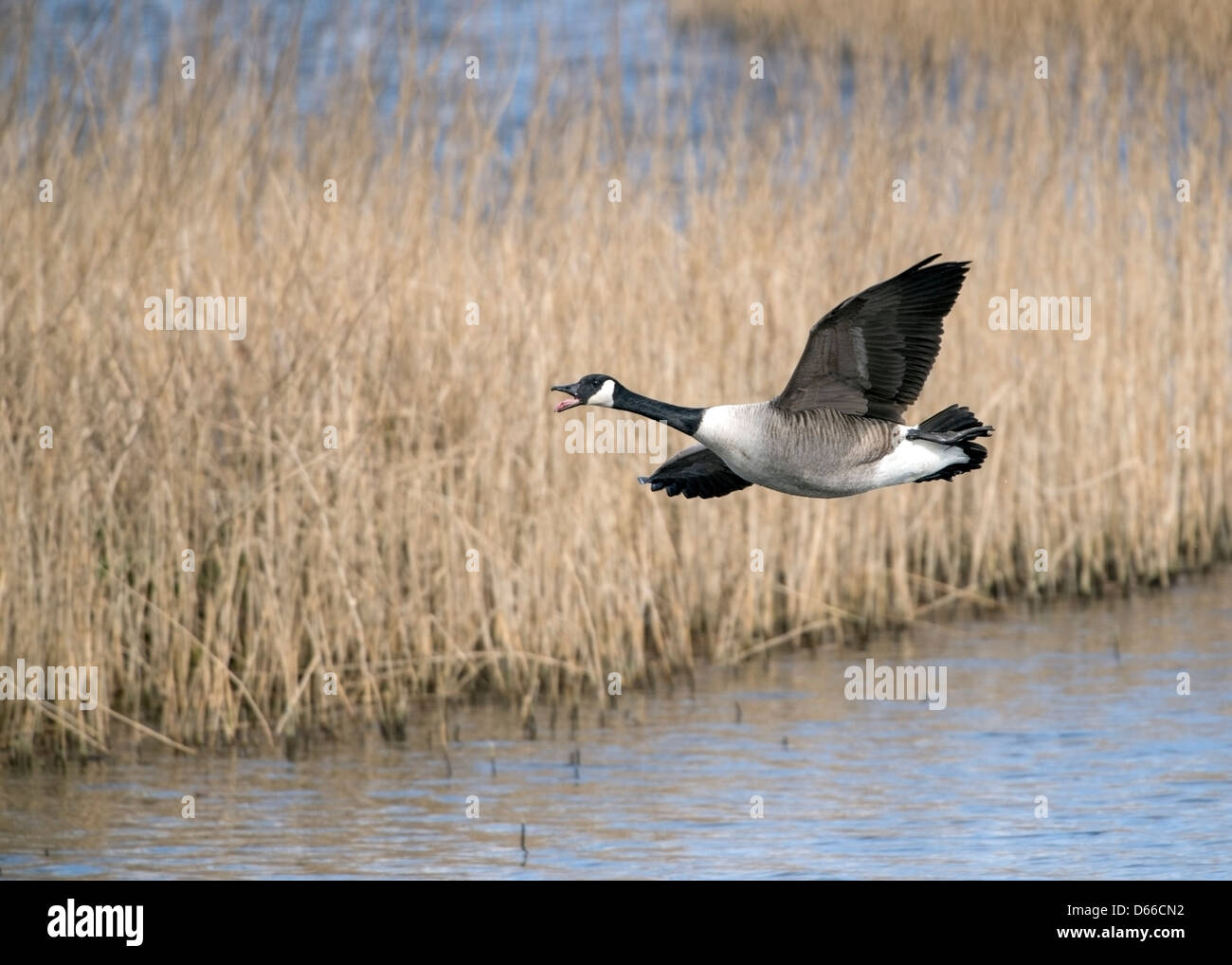 Branta canadensis, Canada Goose in Flight over the reedbed at Marazion Marsh Stock Photo