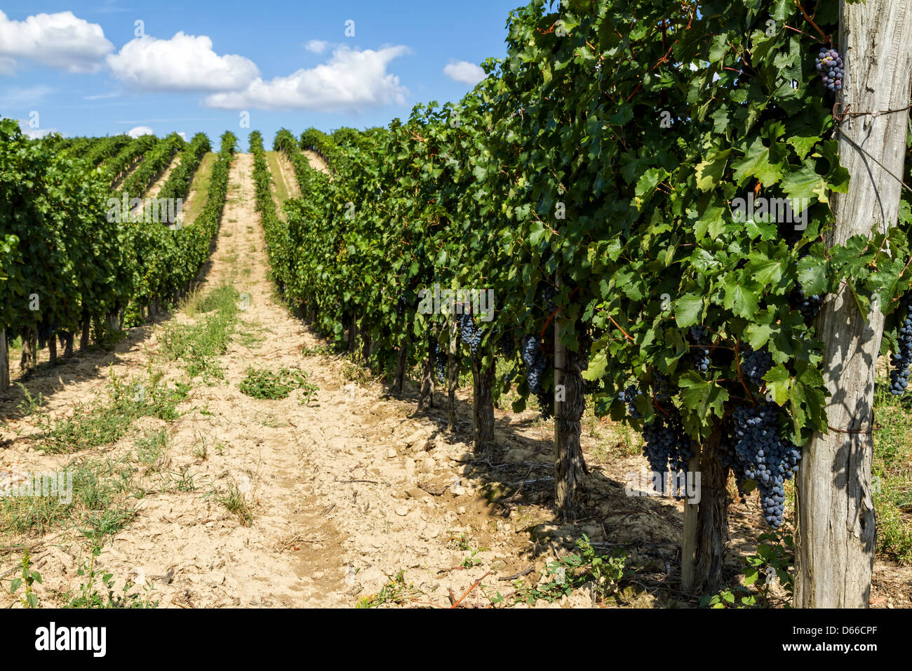 Beautiful rows of grapes before harvesting Stock Photo Alamy