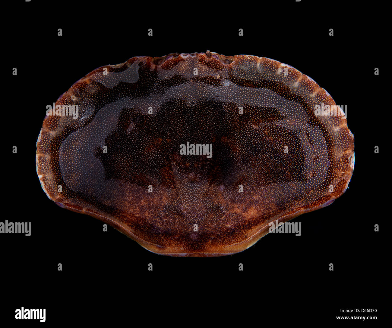 Still life, brown crab shell, black background, studio lighting, highly detailed Stock Photo