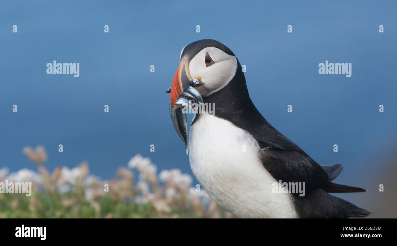 Fraticula arctica - Puffin with a beakful of sand eels against a blue background Stock Photo
