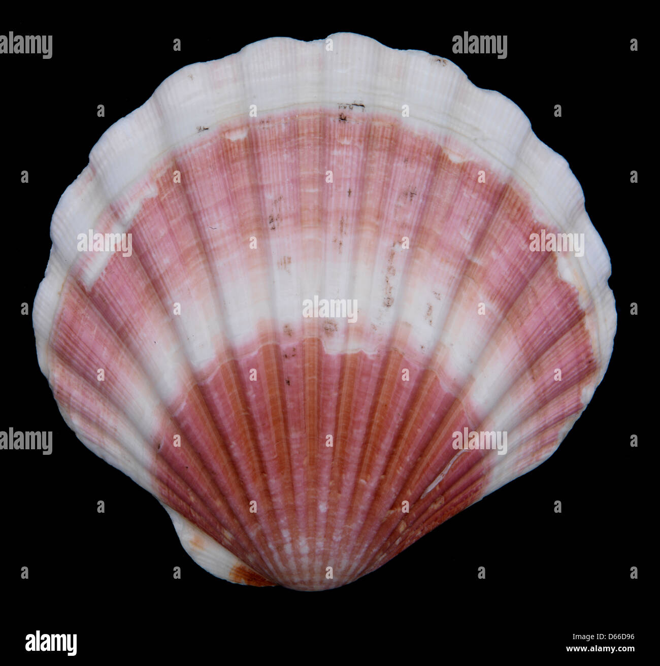 Still life, scallop shell, black background, studio lighting, highly detailed Stock Photo