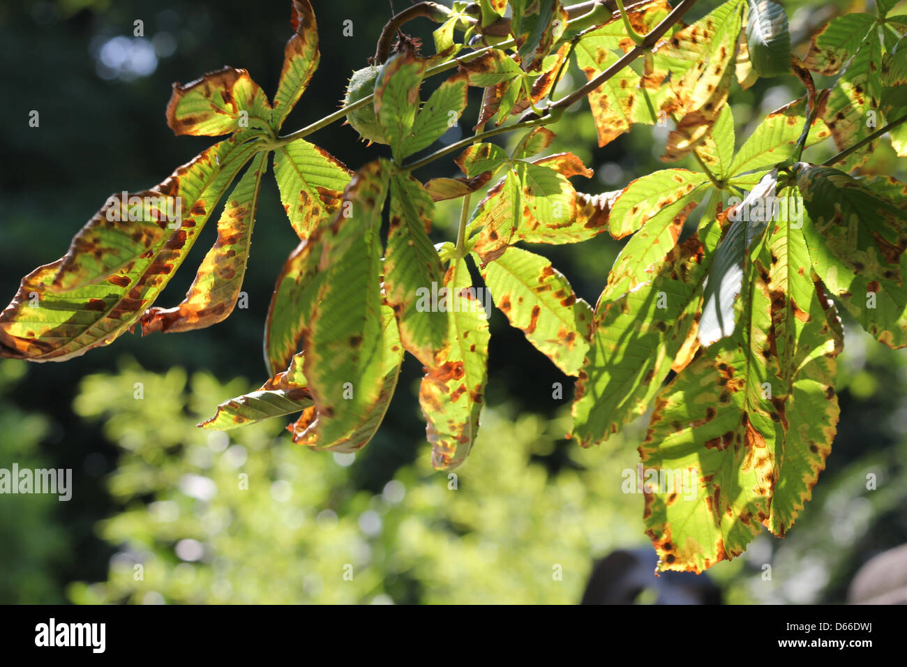 sunny chestnut tree leaf Stock Photo