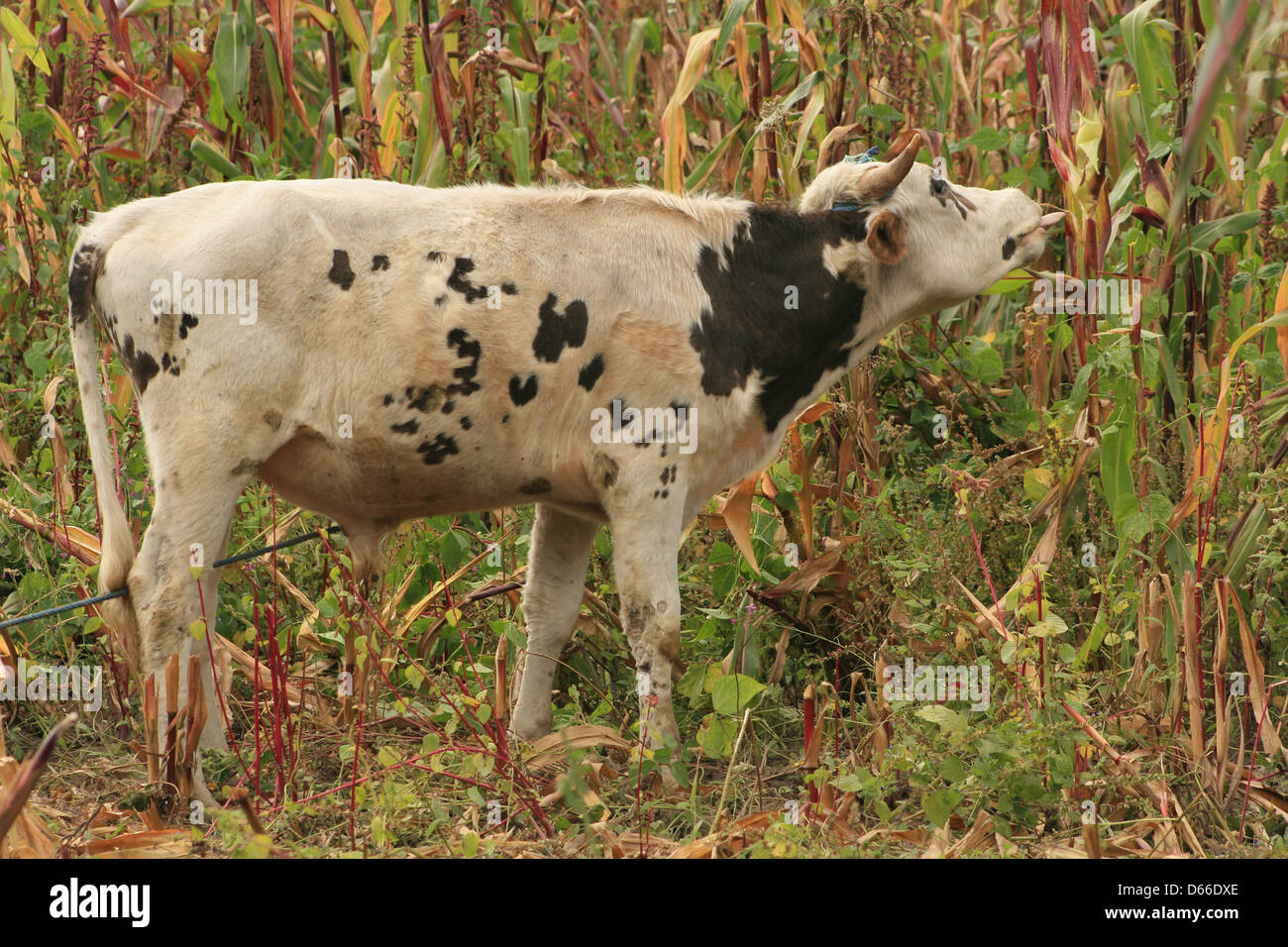 A Holstein bull eating corn from a farmers field in Cotacachi, Ecuador Stock Photo