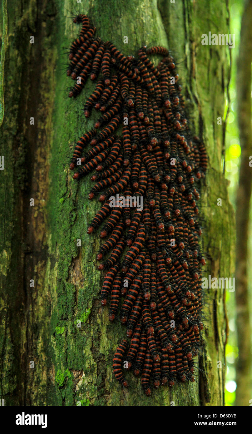Wonder Of Caterpillars High Resolution Stock Photography and Images - Alamy