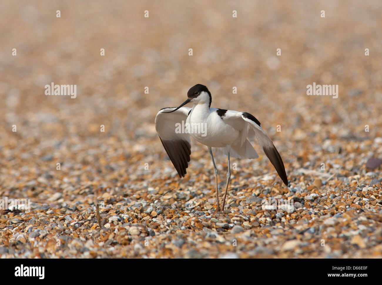 recurvirostra avosetta - Avocet feigning injury to deflect attention from nest site Stock Photo