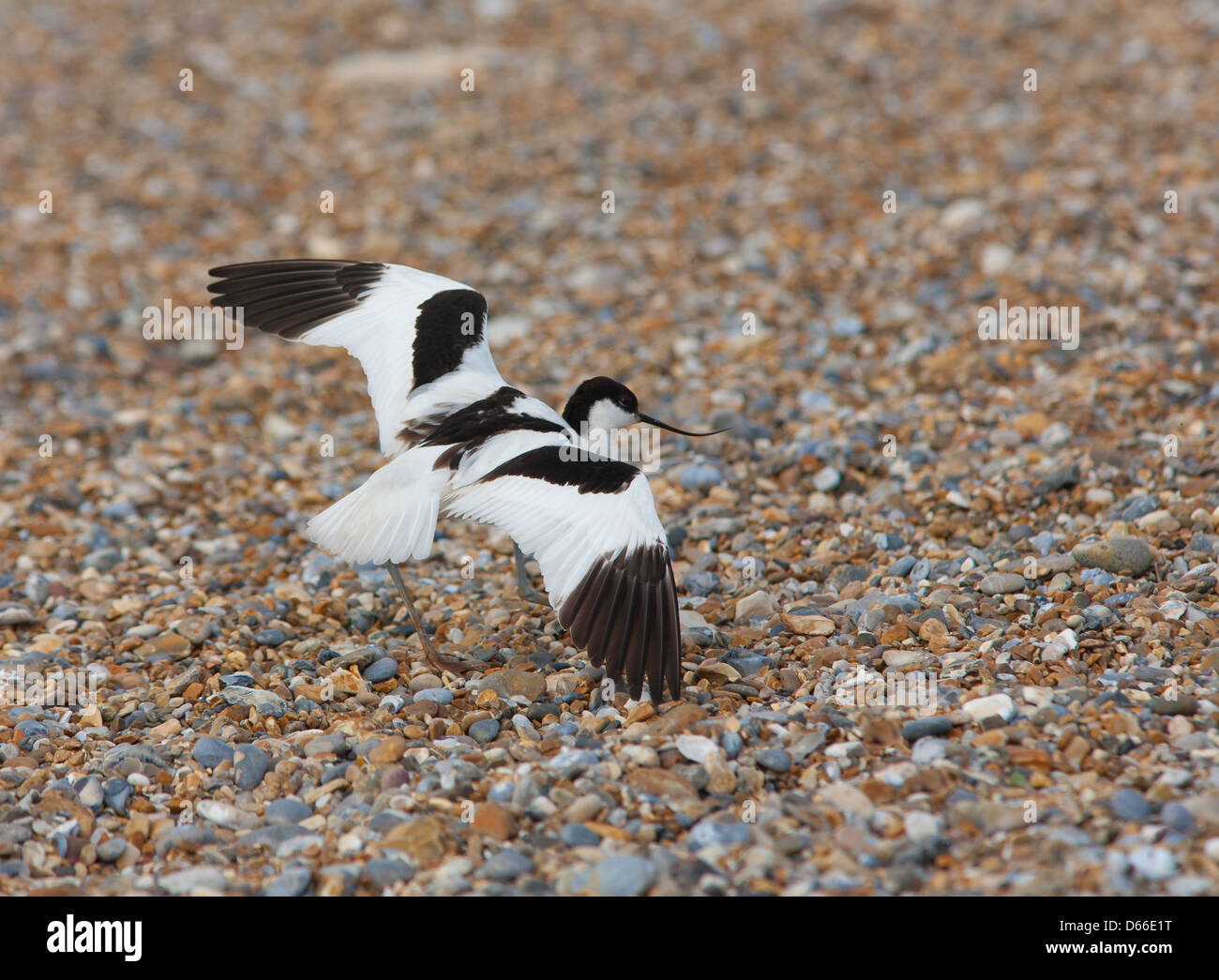 recurvirostra avosetta - Avocet feigning injury to deflect attention from nest site Stock Photo