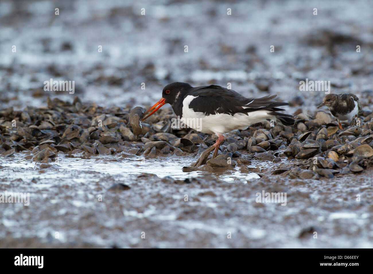 haematopus ostralegus - Oystercatcher digging in estuary mud for food with mussel Stock Photo