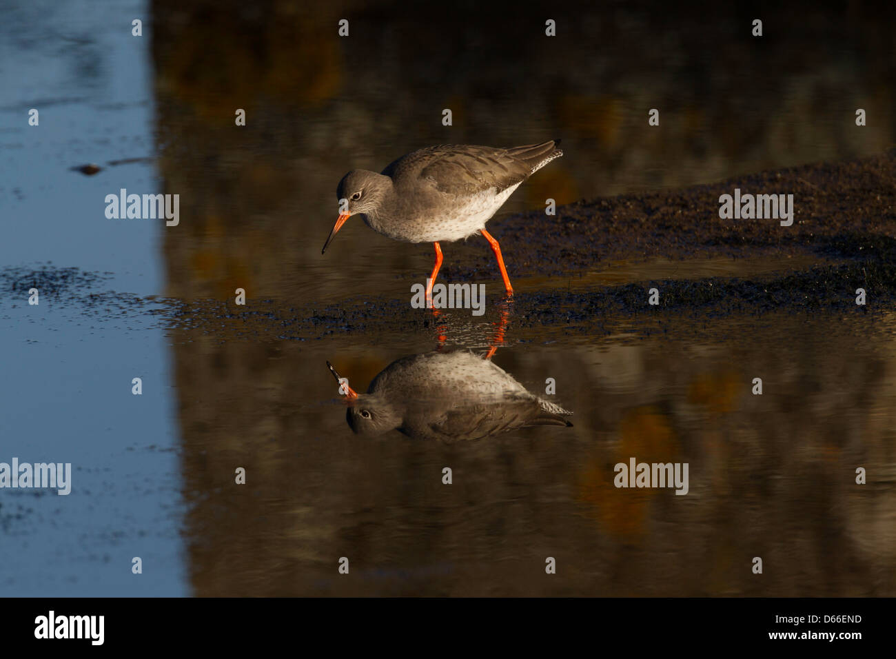 tringa totanus - Redshank feeding in dark pool with reflection Stock Photo