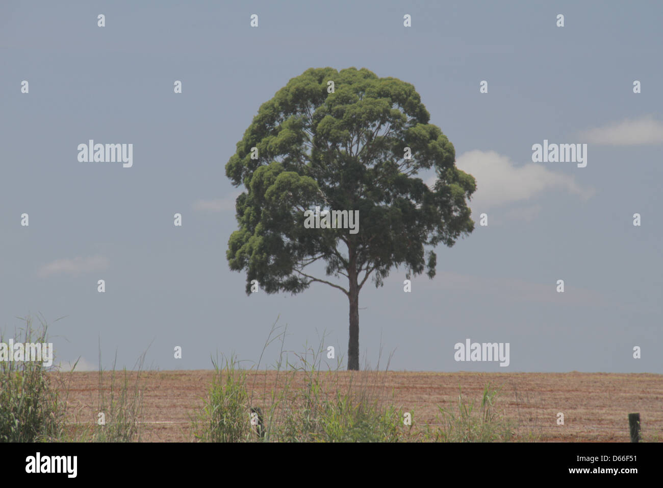 Soy bean plantation, lonely tree Stock Photo