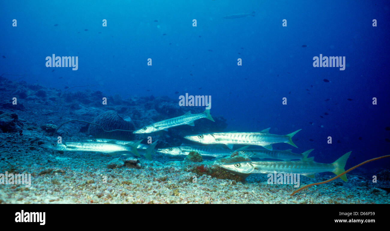 Schools of Barracuda,Sphyraena,Circle of Sipadan Nov 1990 Underwater Slide Conversions,one of the richest marine habitats,Sabah Stock Photo