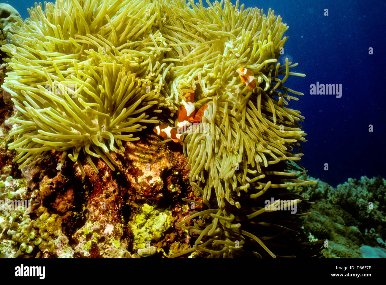 Common Anemonefish,Amphiprion ocellaris,Sipadan May 1992 Underwater Slide Conversions,one of the richest marine habitats,Sabah Stock Photo