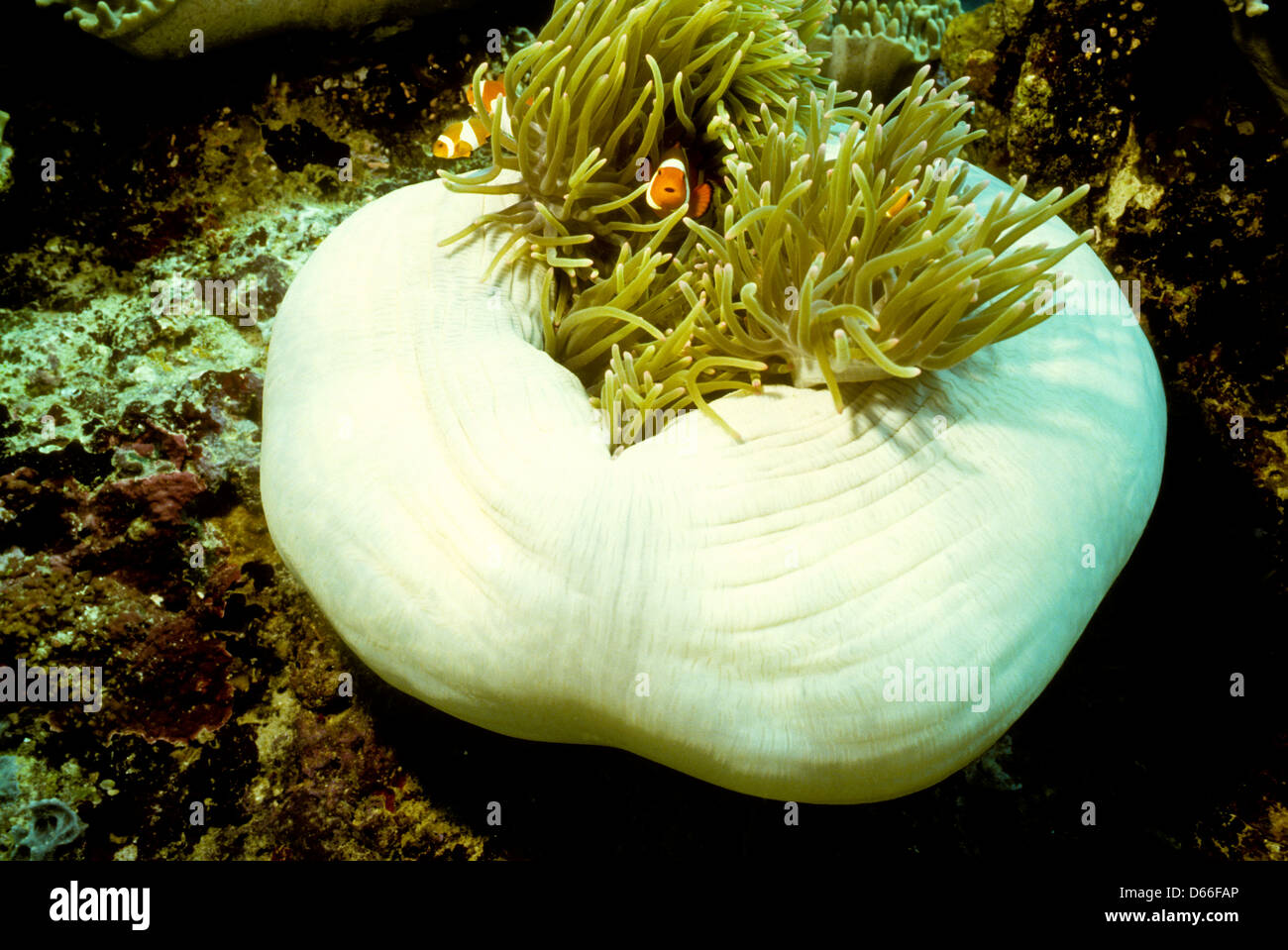 Disk Anemones,Elephant Ear polyps,resident Clown fish,Sipadan Nov 1990 Underwater Slide Conversions,richest marine habitats Stock Photo