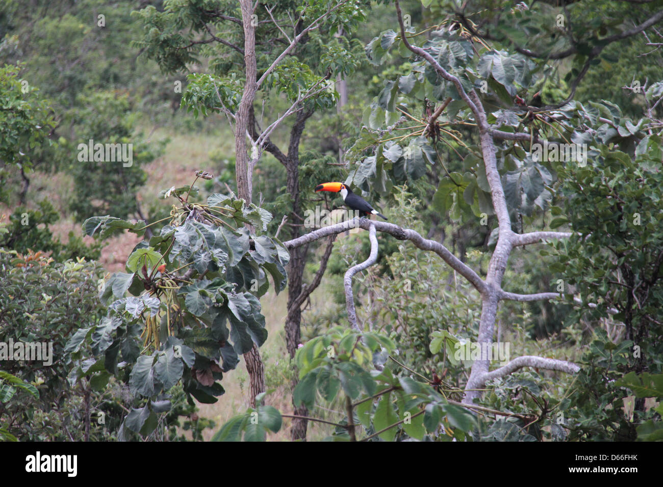 Toucan bird at a tree in the Chapada dos Veadeiros region Stock Photo
