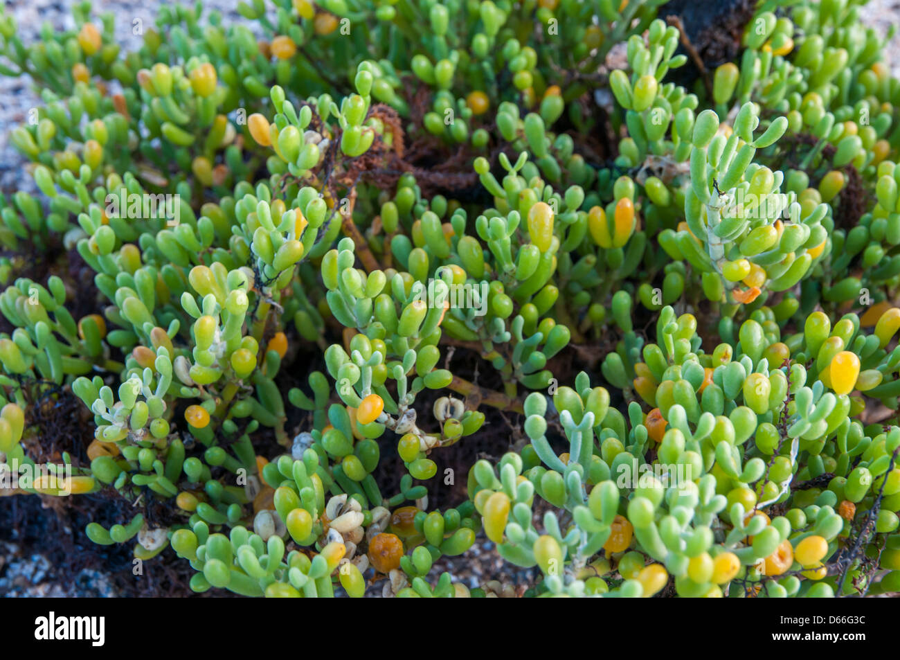 green algae that was in the sea Stock Photo - Alamy