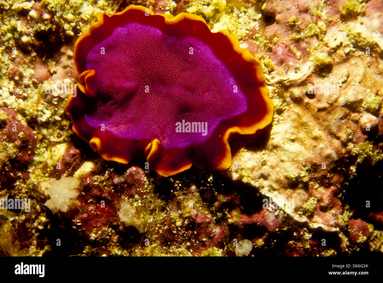 Flat Worm,,Pseudoceros sp,Sipadan Nov 1990 Underwater Slide Conversions,one of the richest marine habitats in the world,Malaysia Stock Photo