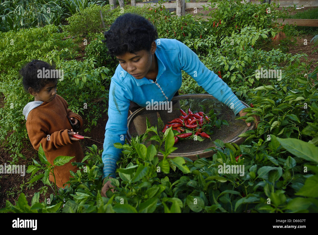 Pepper harvesting, family work, small landowner, Mato Grosso do Sul State, Brazil. Stock Photo