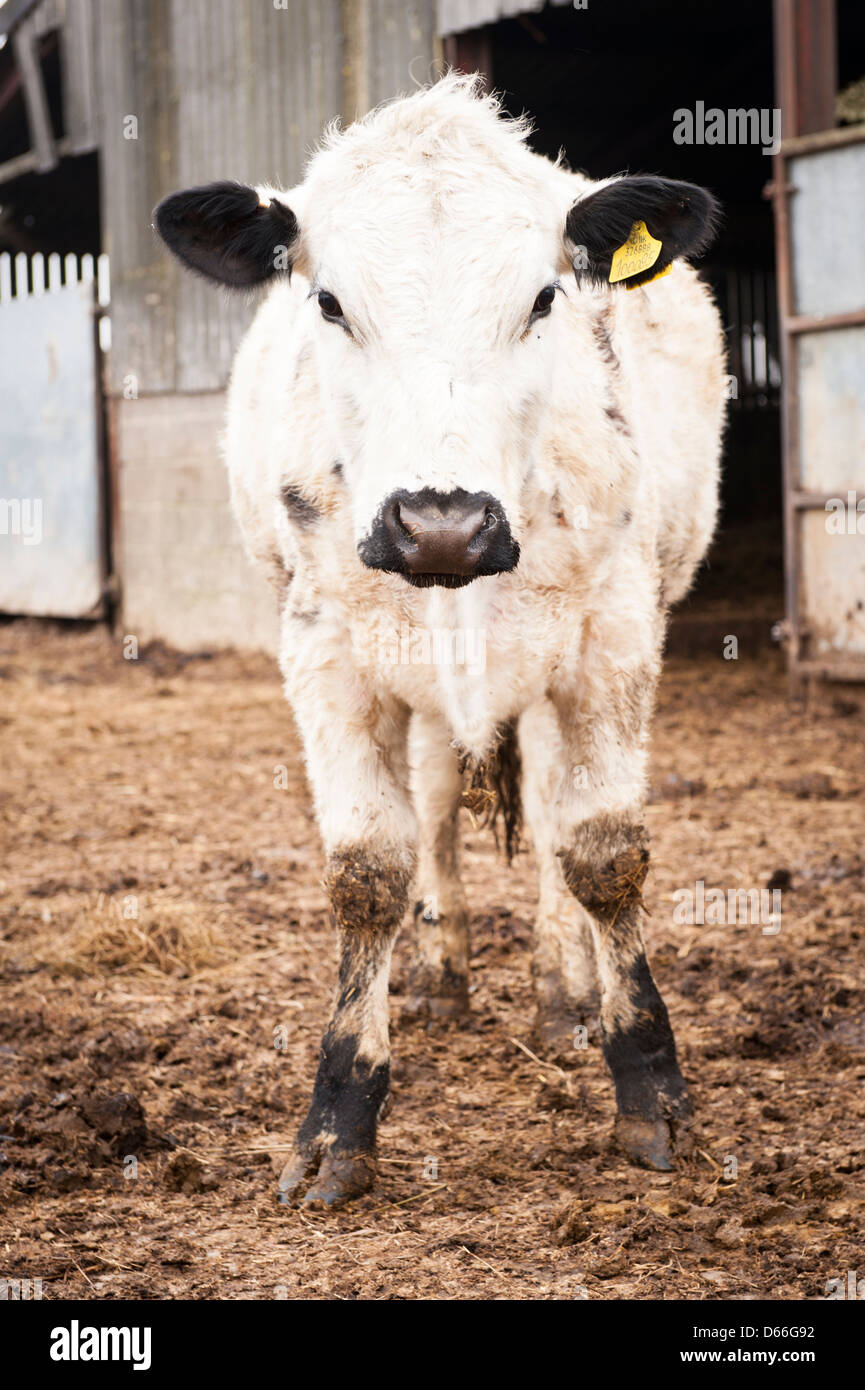 Vowley Farm , Royal Wootton Bassett , Wilts , British White Whites cow
