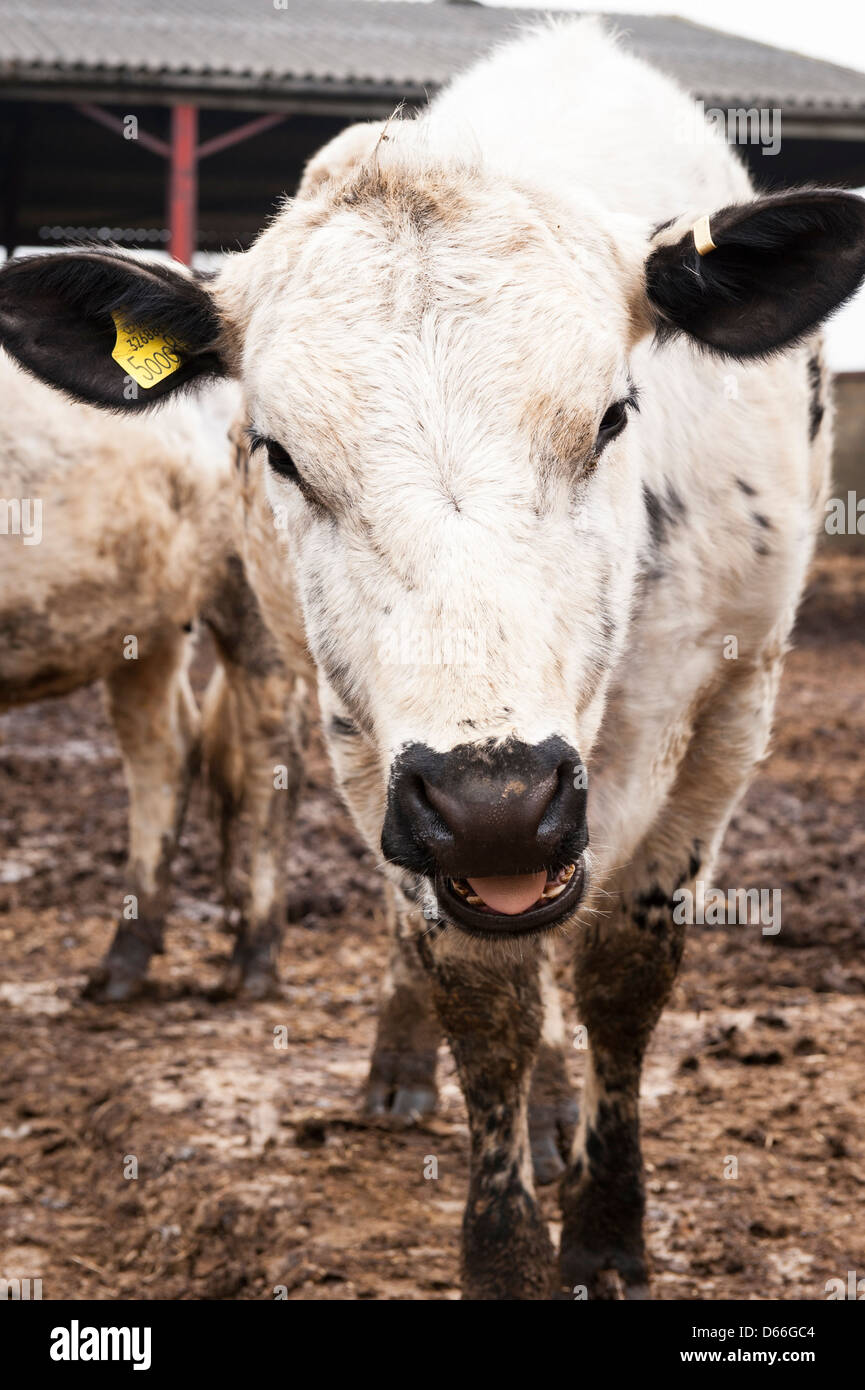 Vowley Farm , Royal Wootton Bassett , Wilts , British White Whites cow cows bull bulls cattle