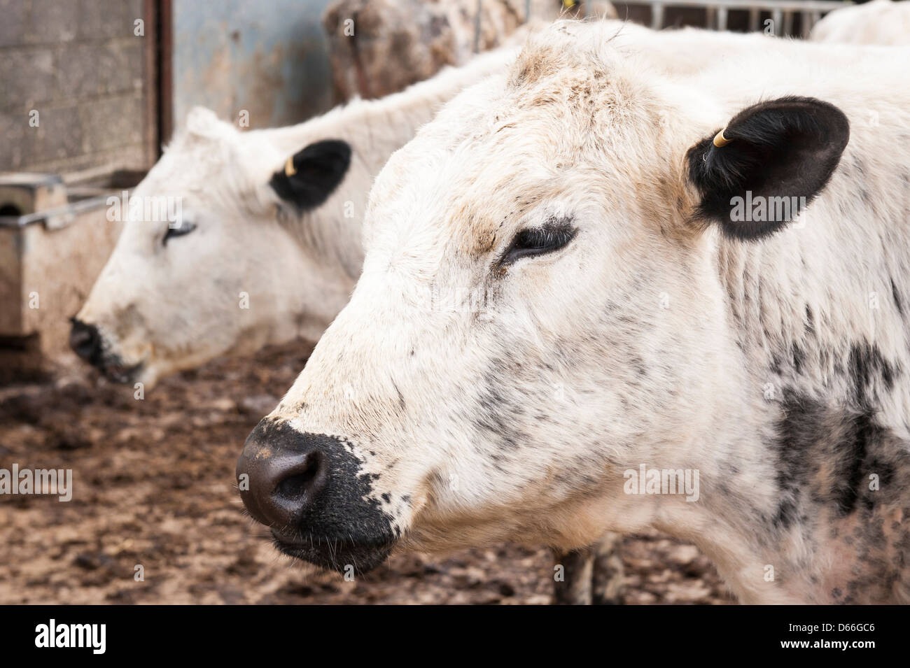 Vowley Farm , Royal Wootton Bassett , Wilts , British White Whites cow