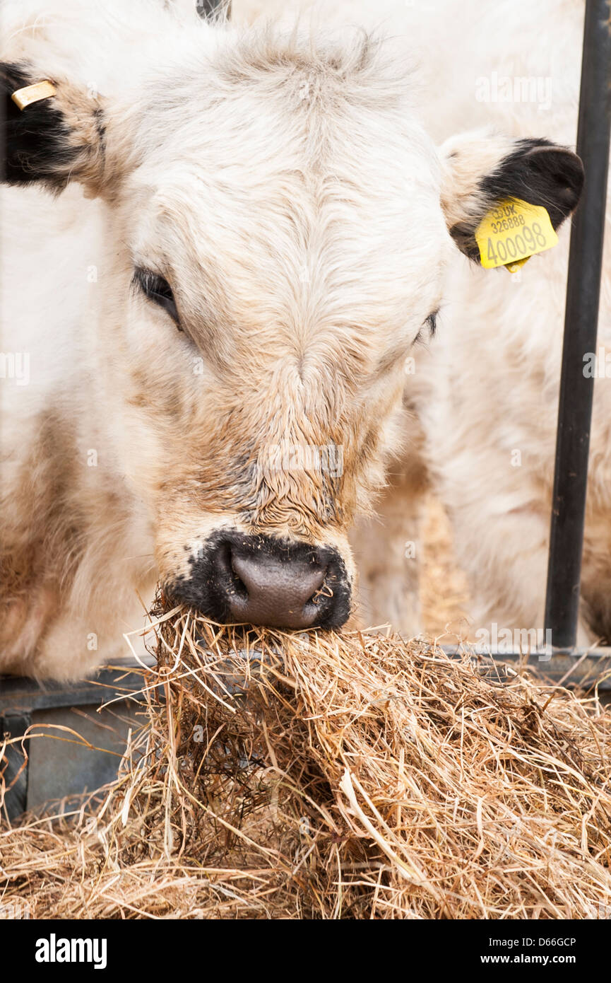 Vowley Farm , Royal Wootton Bassett , Wilts , British White Whites cow