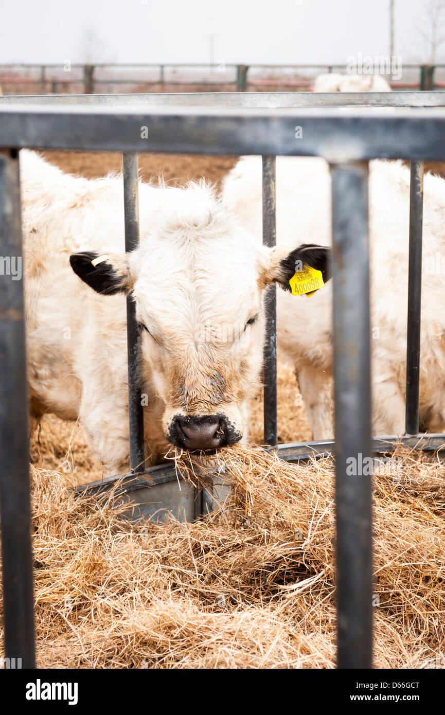 Vowley Farm , Royal Wootton Bassett , Wilts , British White Whites cow