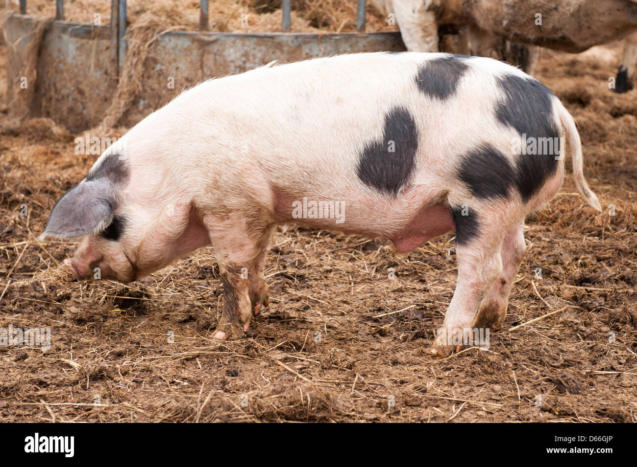 Vowley Farm Royal Wootton Bassett Wilts English Gloucester Old Spot pig pigs hog hogs sow sows Stock Photo