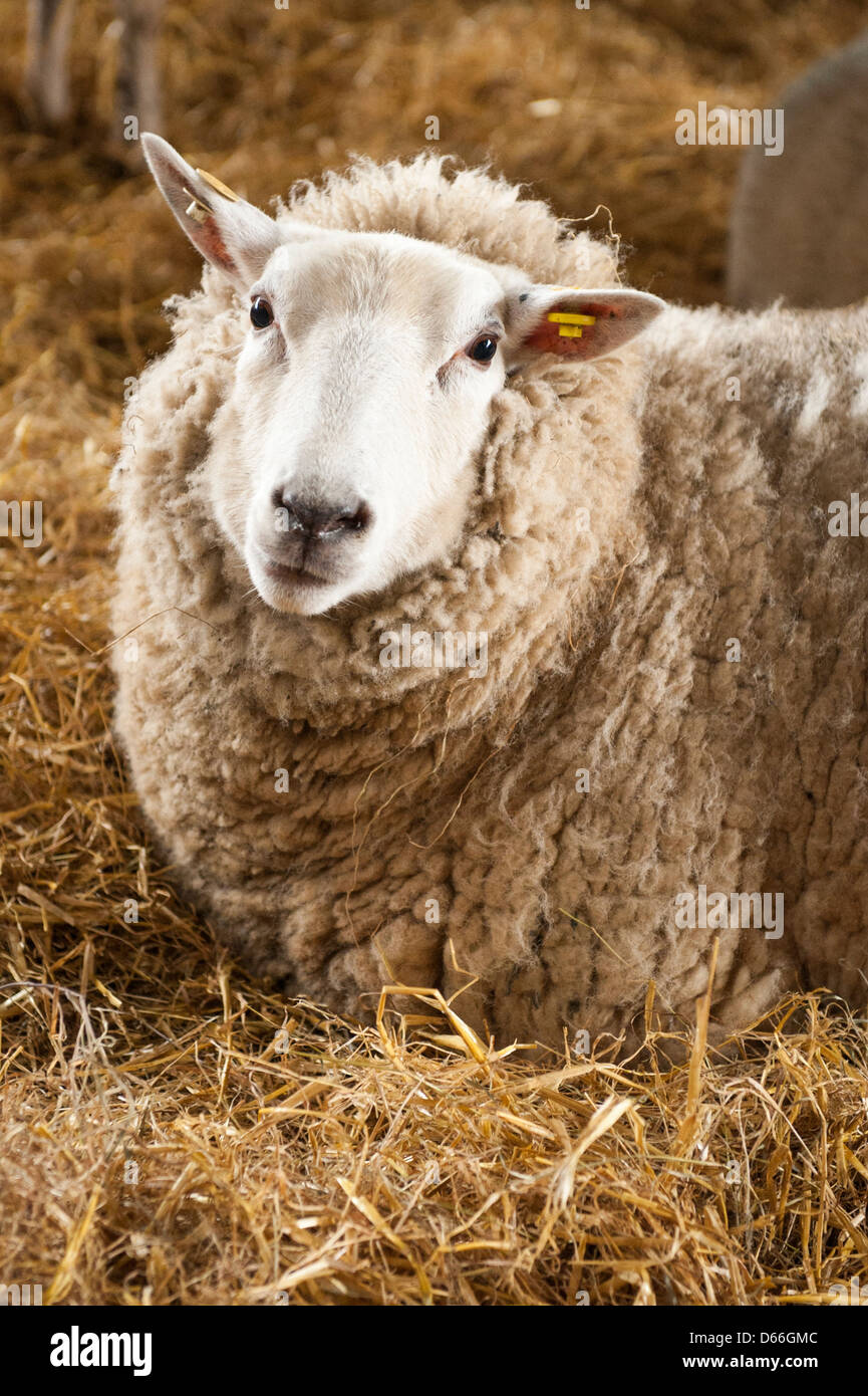 Vowley Farm Royal Wootton Bassett Wilts ewe sheep labour labor