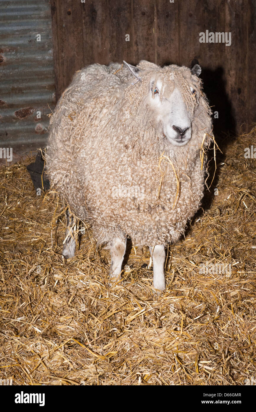 Vowley Farm Royal Wootton Bassett Wilts ewe sheep labour labor
