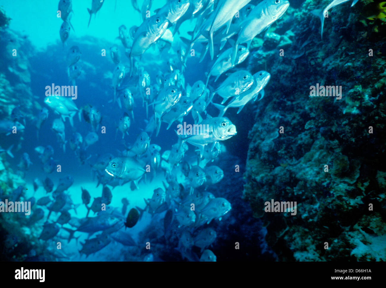 Bigeye Trevally,Caranx sexfaciatus,Sipadan Nov1990 Underwater Slide Conversions,one of the richest marine habitats in the world. Stock Photo